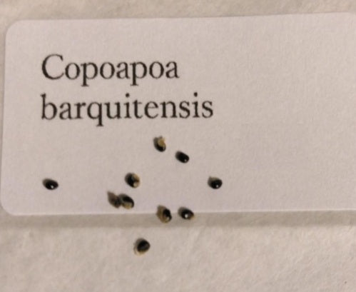 Copiapoa barquitensis seeds