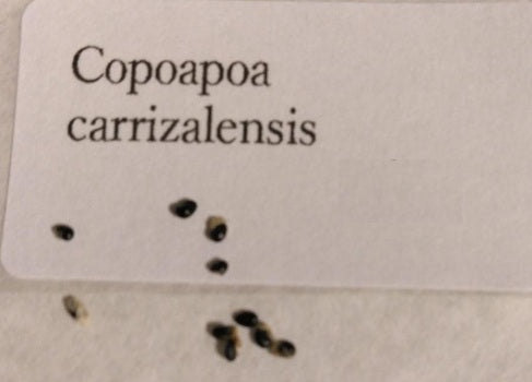 Copiapoa carrizalensis seeds