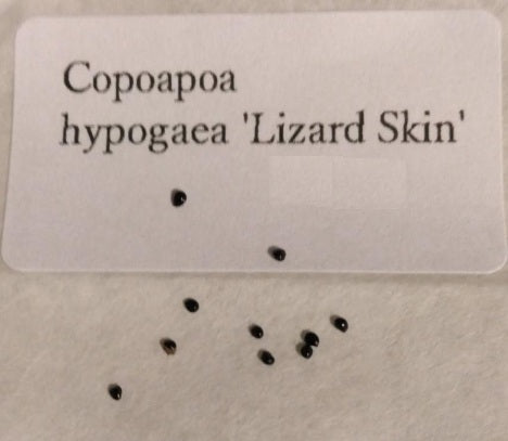 Copiapoa hypogaea cv. Lizard Skin seeds