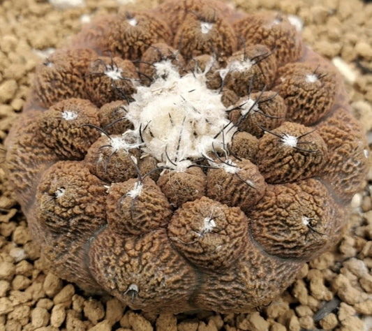 Copiapoa hypogaea cv. Lizard Skin seeds