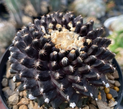Copiapoa tenuissima seeds