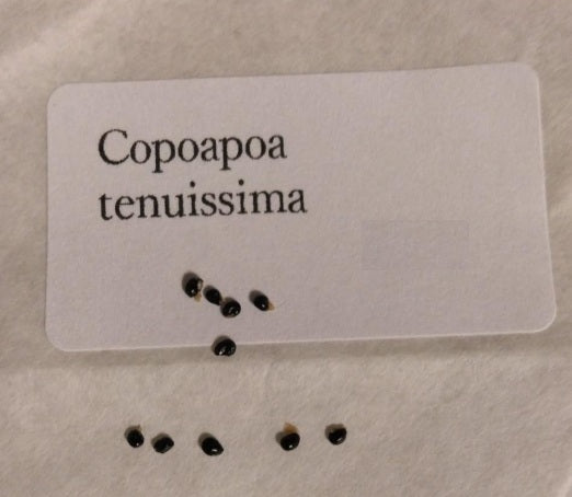 Copiapoa tenuissima seeds