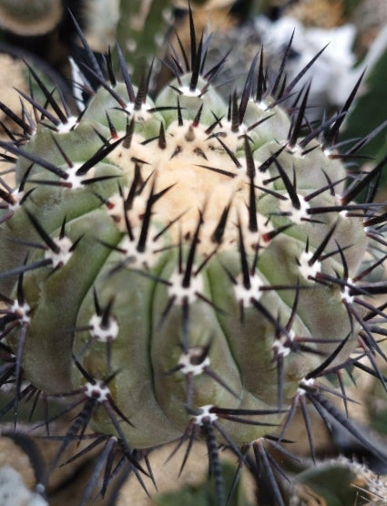 Copiapoa Kuroomaru seeds