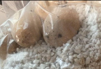 Cycas Desolata seeds