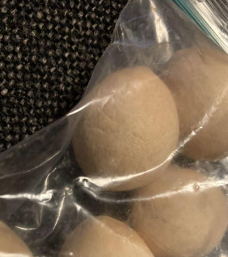 Cycas candida seeds