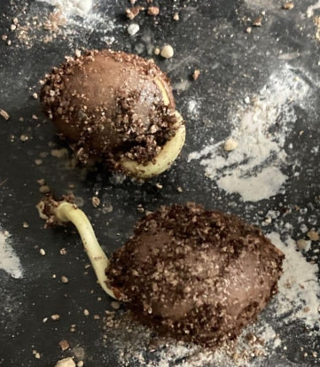 Cycas cairnsiana seeds