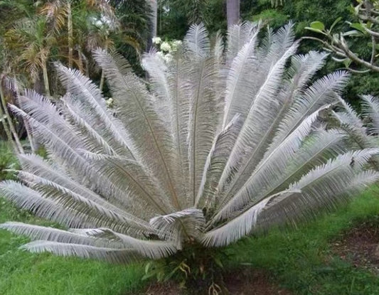 Cycas couttsiana seeds