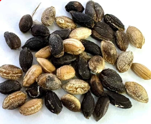 Cyphostemma currorii x bainesii seeds