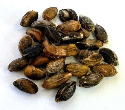 Cyphostemma juttae x bainesii seeds