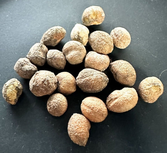 Cyphostemma montagnacii seeds
