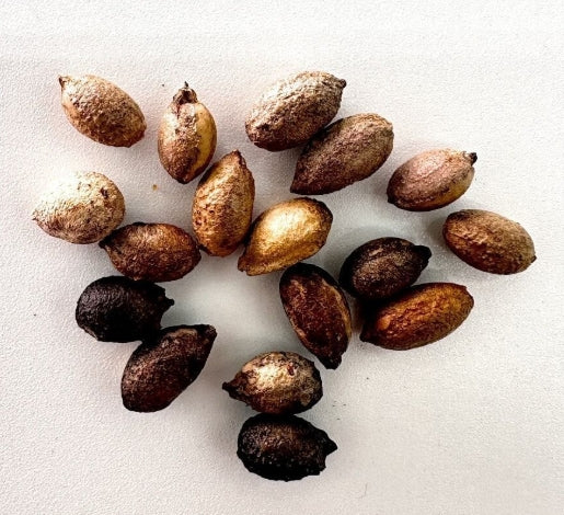 Cyphostemma pachypus seeds