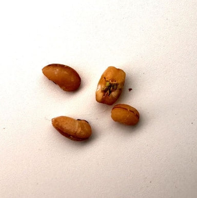Cyphostemma uter (Namibia form) seeds