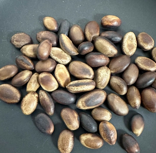 Delonix adansonioides seeds