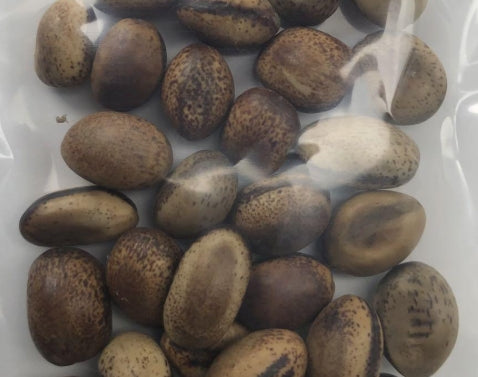 Delonix decaryi seeds