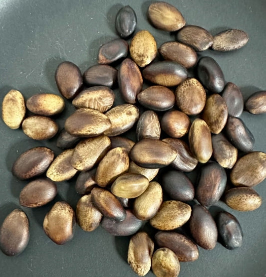 Delonix pumila seeds