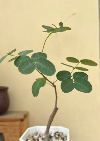 Delonix pumila seeds