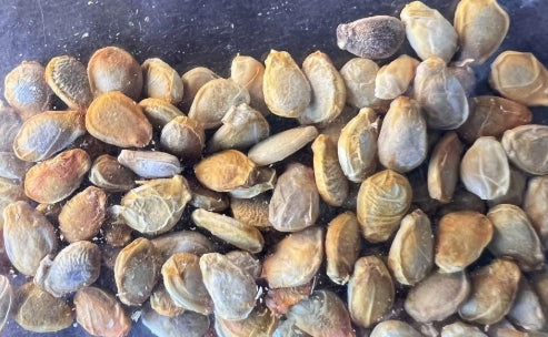 Dendrosicyos socotrana seeds