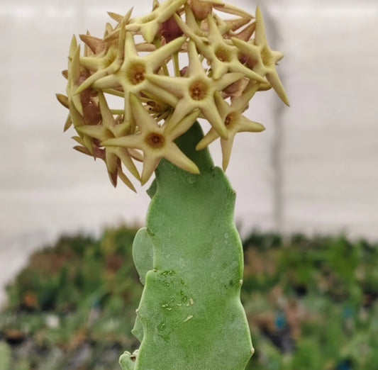 Desmidorchis retrospiciens x Desmidorchis tardellii hybrid seeds