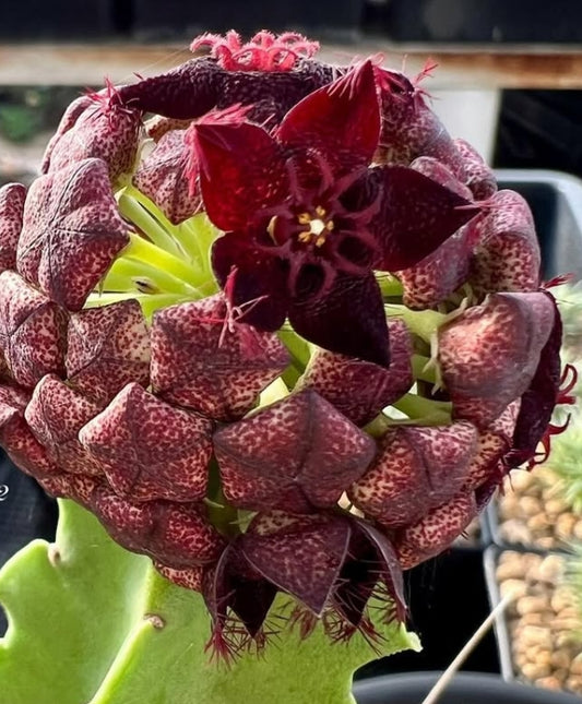 Desmidorchis acutangula x caralluma hexagona seeds