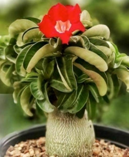 Dorset Horn Adenium Medusa seeds