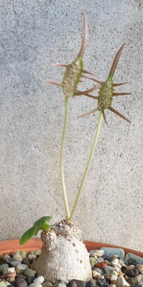 Dorstenia Barnimiana seeds