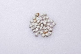 Dorstenia contrajerva seeds