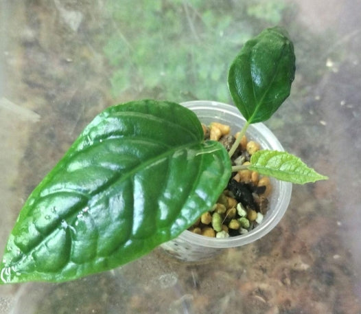 Dorstenia elata seeds