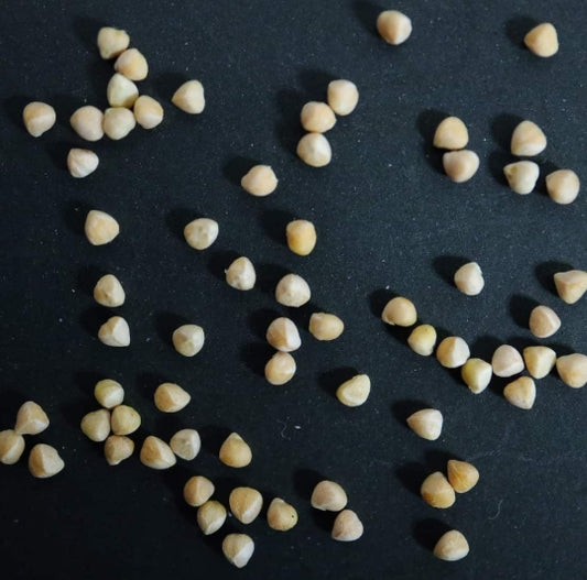 Dorstenia gigas seeds