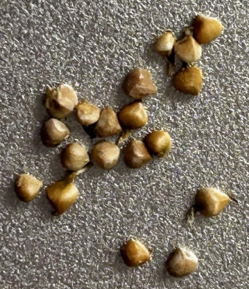 Dorstenia gigas f.bullata seeds