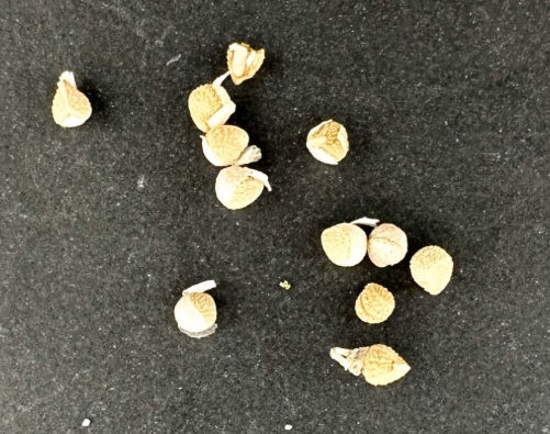 Dorstenia gypsophila seeds