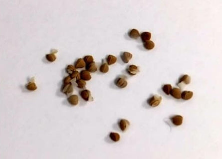 Dorstenia horwoodii seeds