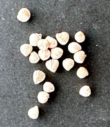 Dorstenia lavrani cristata seeds