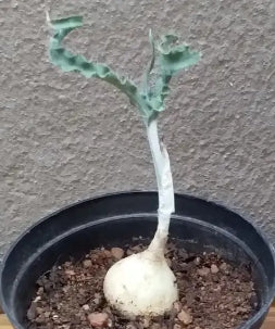 Drimia crispum seeds