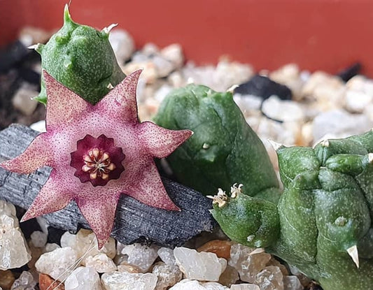 Duvalia parviflora x huernia praestans seeds