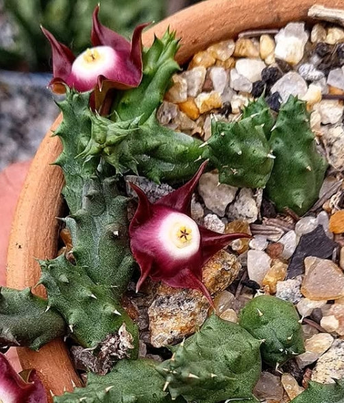 Duvalia pillansii seeds