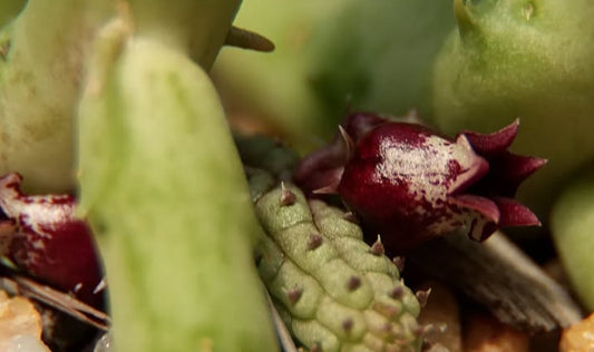 Echidnopsis Ericiflora seeds