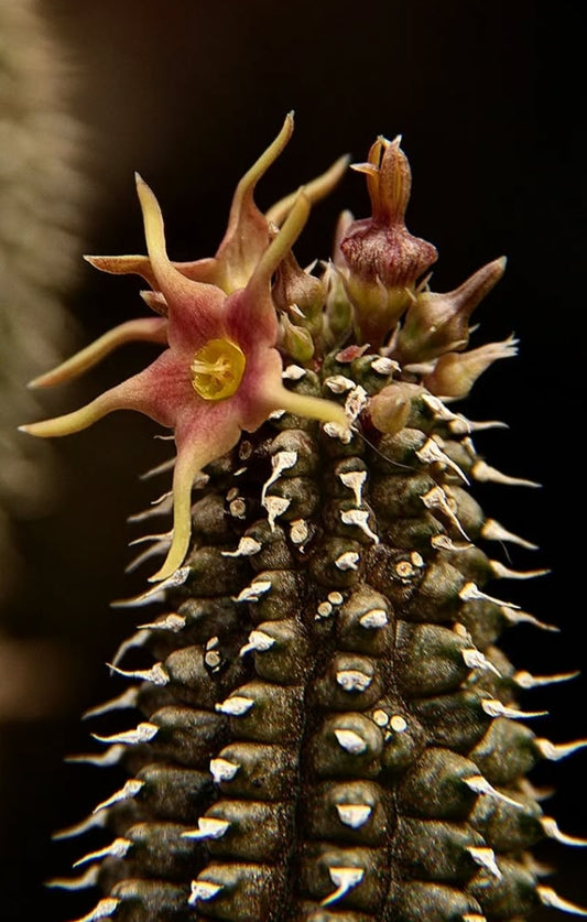 Echidnopsis angustiloba seeds