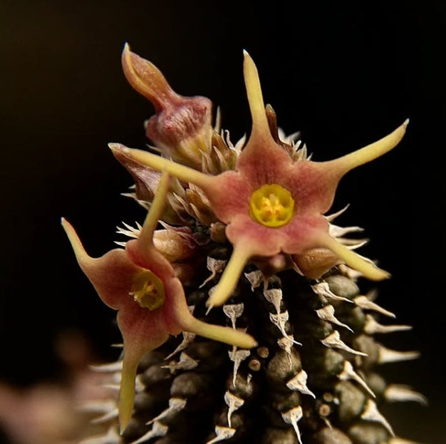 Echidnopsis angustiloba seeds