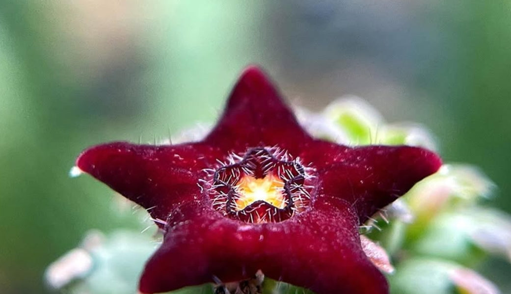 Echidnopsis bavazzanoi seeds