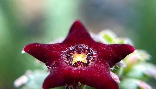 Echidnopsis bavazzanoi seeds