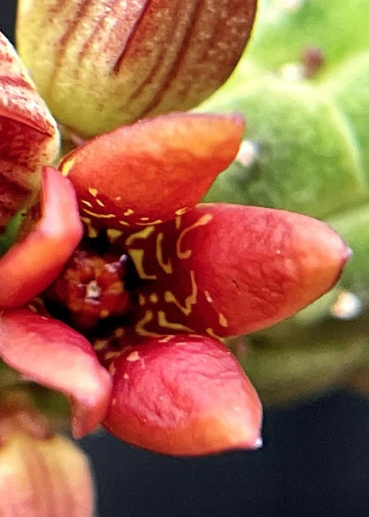 Echidnopsis kohaitoensis seeds