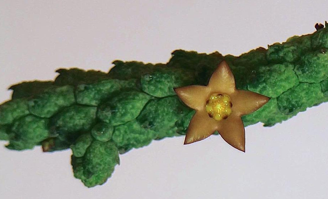 Echidnopsis leachii seeds