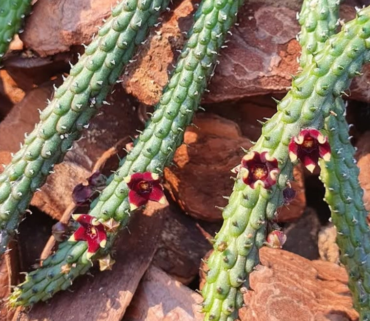Echidnopsis repens seeds
