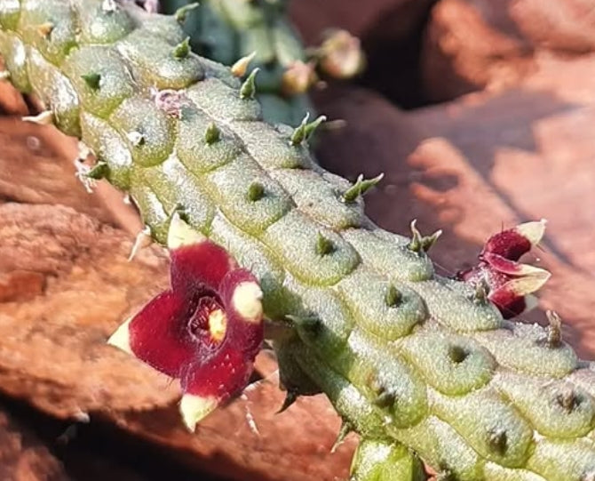 Echidnopsis repens seeds