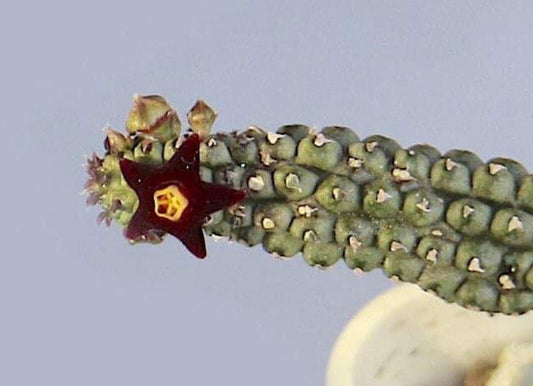 Echidnopsis sharpei seeds