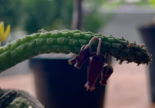 Echidnopsis squamulata seeds