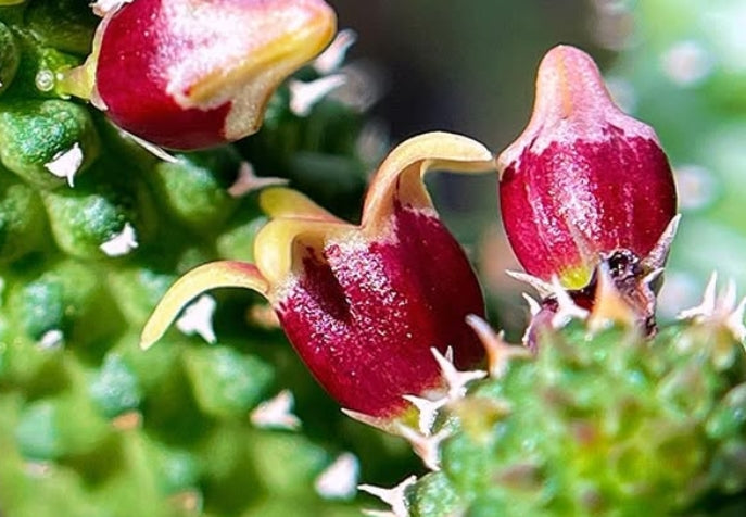 Echidnopsis urceolata hybrid seeds