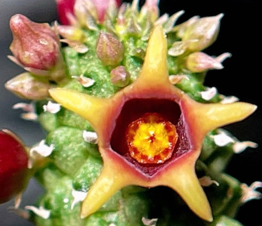 Echidnopsis urceolata hybrid seeds