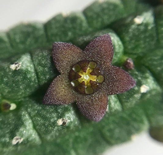 Echidnopsis virchowii seeds