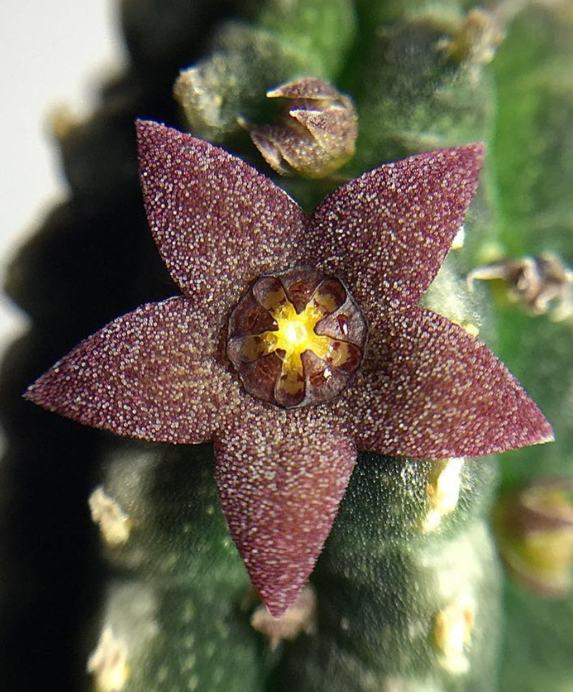 Echidnopsis virchowii seeds